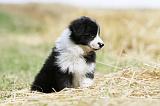 BORDER COLLIE 637